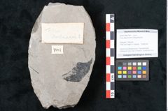 Foto (Objekt + Etikett) von Ficus deschmanni Ettingshausen (NHMW-GEO-2024-0188-7987)